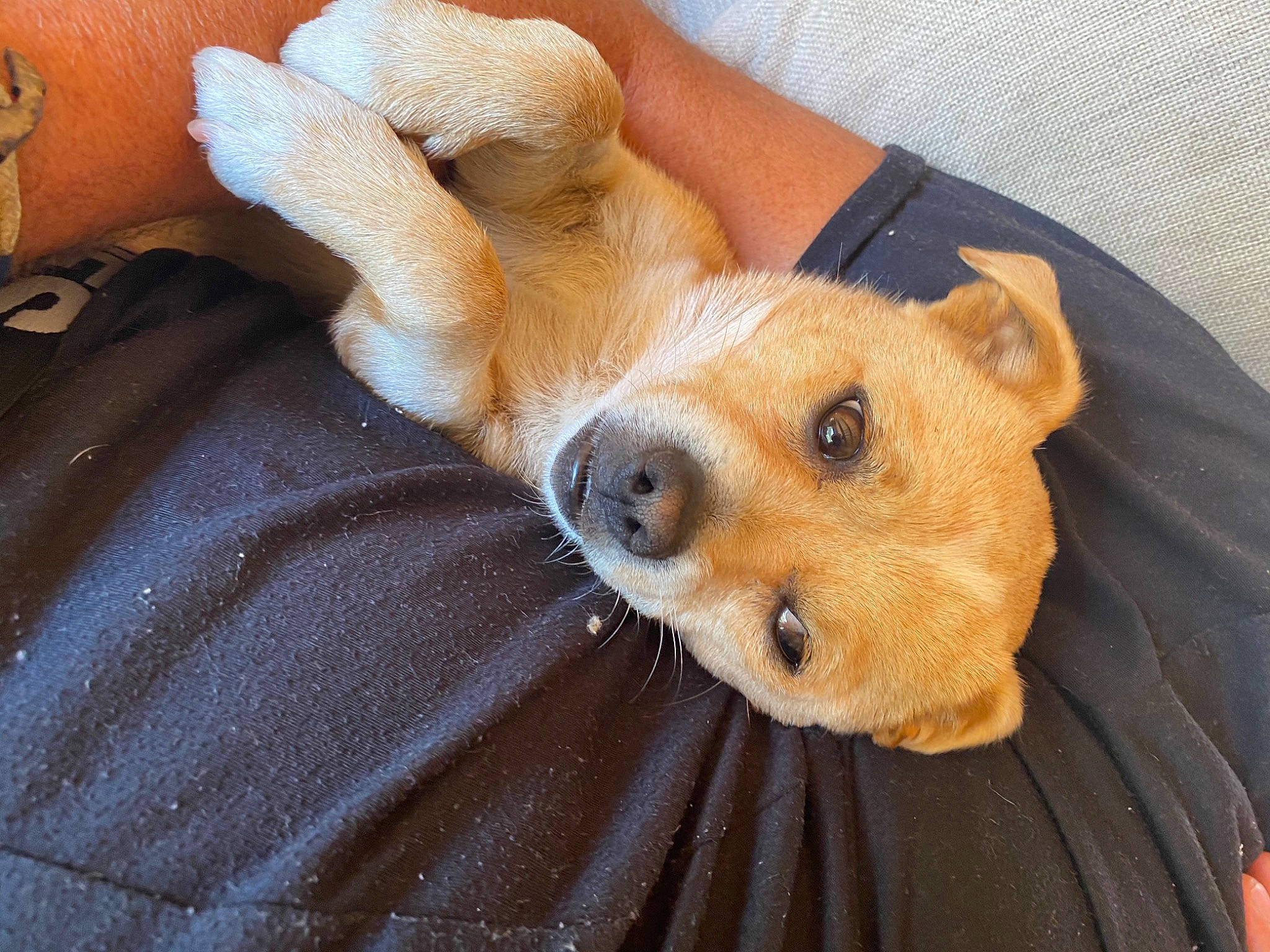 Gino a rejoint le concours — aidez-le/la à gagner de superbes lots ! canidae, cardigan_welsh_corgi, carnivore, companion_dog, corgi_chihuahua, dog, dog_breed, fawn, mammal, paw, pembroke_welsh_corgi, puppy, puppy_love, snout, sporting_group, vertebrate, welsh_corgi