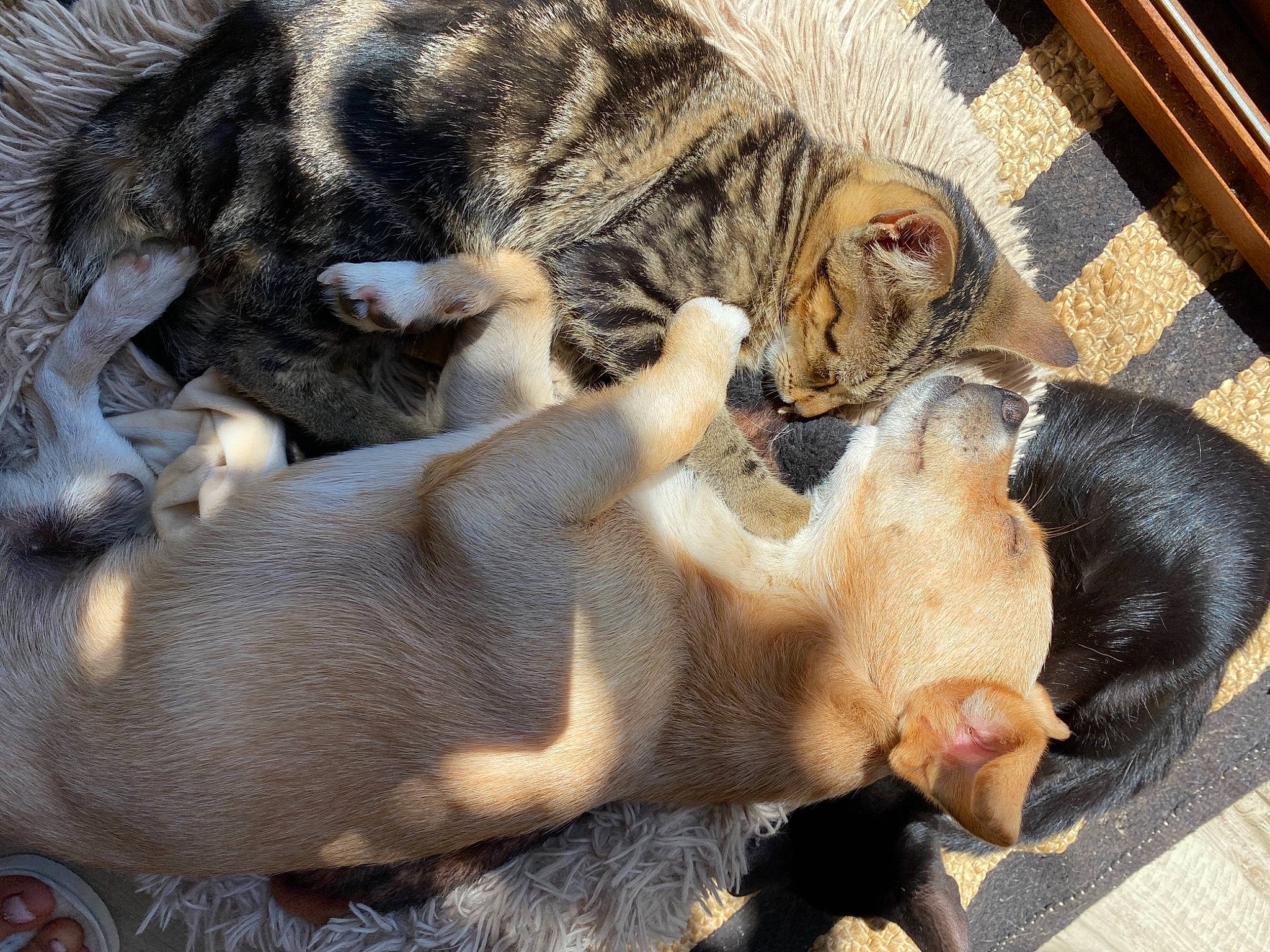 Gino participe au concours pour gagner de l'argent avec cette photo : asian, canidae, carnivore, cat, dog_breed, european_shorthair, fawn, felidae, kitten, mammal, paw, puppy, small_to_medium_sized_cats, tabby_cat, whiskers