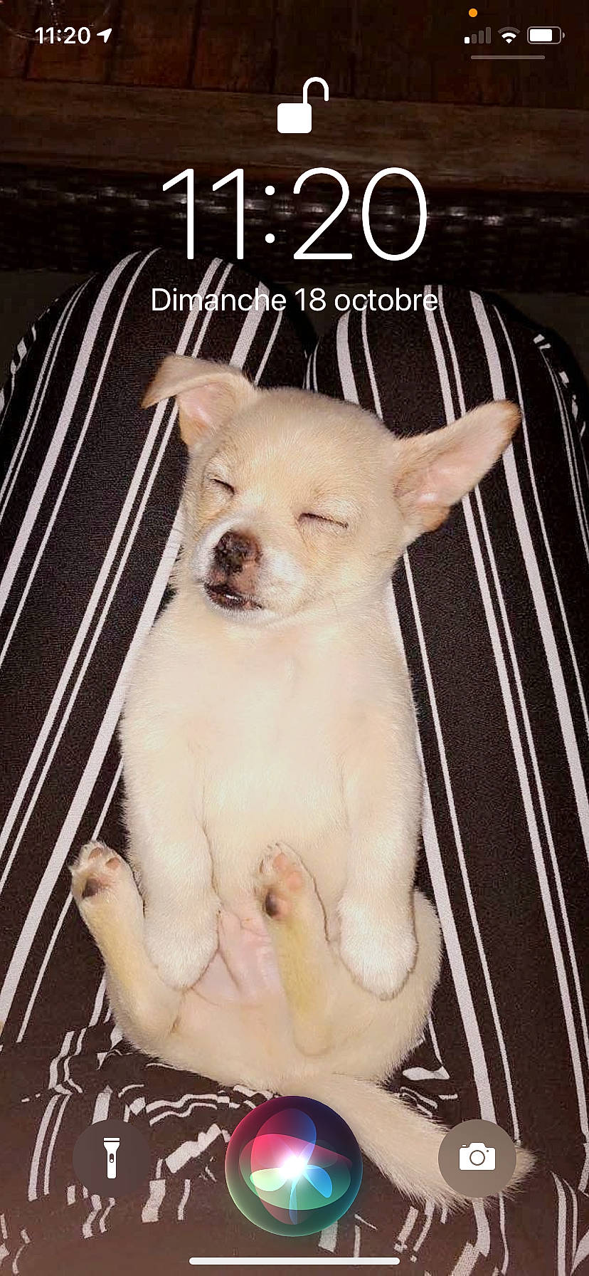 Gino a rejoint le concours — aidez-le/la à gagner de superbes lots ! ancient_dog_breeds, canidae, carnivore, chihuahua, dog, dog_breed, fawn, kishu, non_sporting_group, photo_caption, puppy, puppy_love, rare_breed_dog, toy_dog