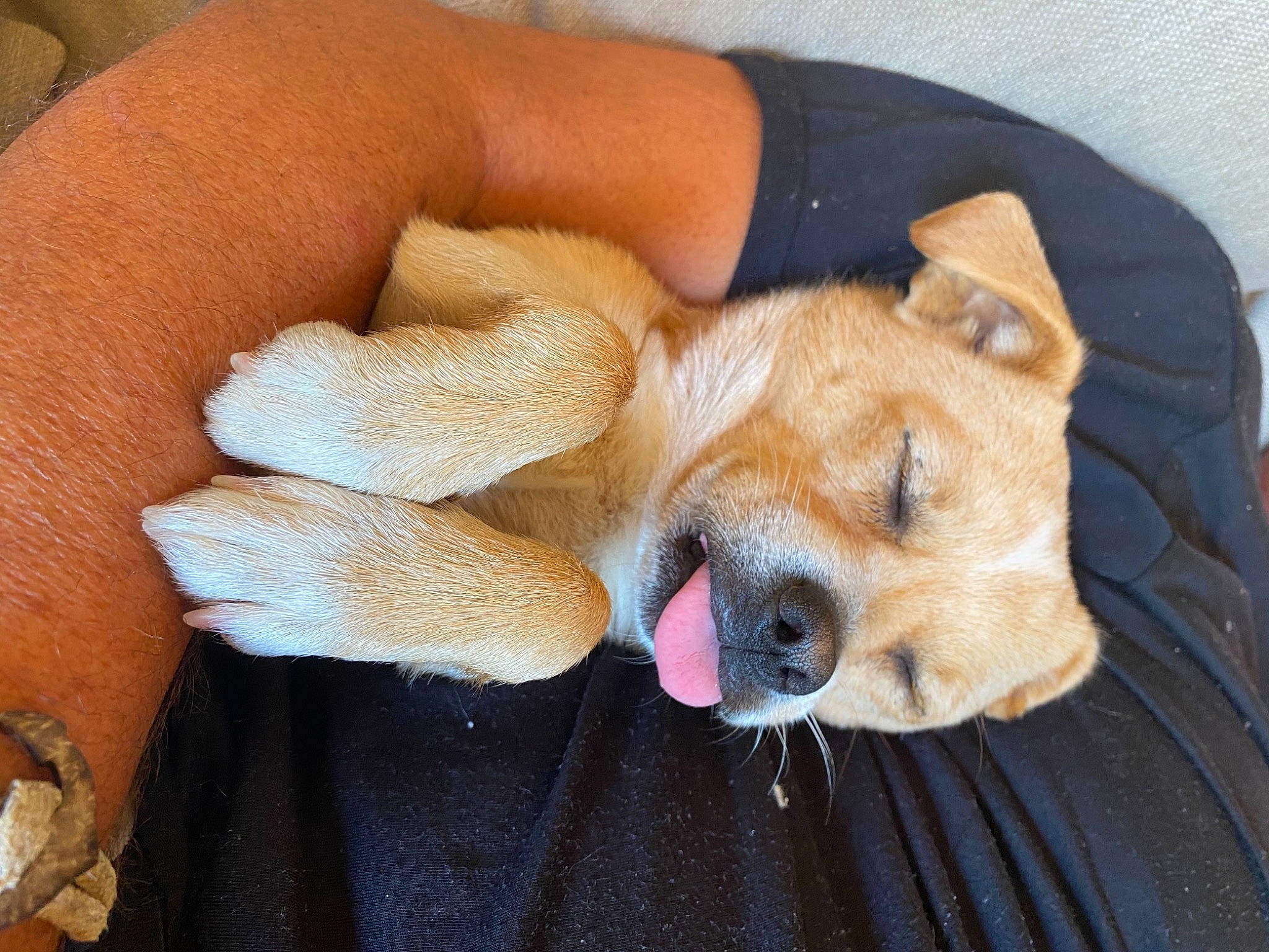 Gino participe au concours pour gagner de l'argent avec cette photo : canidae, carnivore, companion_dog, dog, dog_breed, fawn, mammal, non_sporting_group, puppy, puppy_love, snout, sporting_group, vertebrate