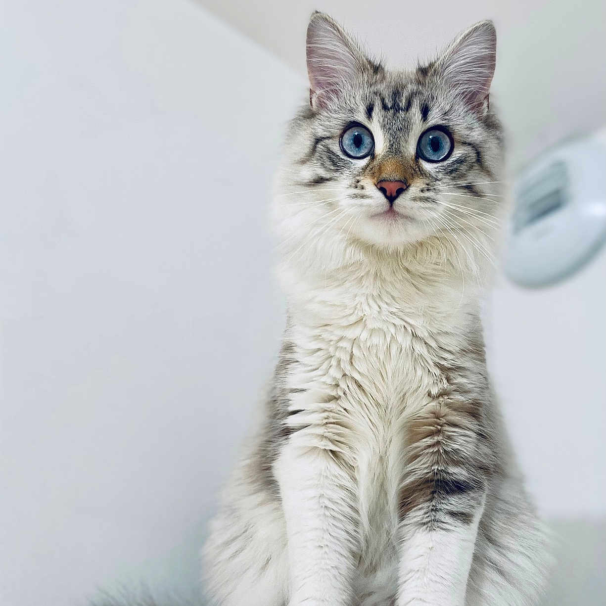 Snow a rejoint le concours — aidez-le/la à gagner de superbes lots ! alert, animal, blue_eyes, cat, close_up, curious, cute, domestic_cat, feline, fluffy, furry, indoor, pet, portrait, sitting, soft_light, tabby, tail, whiskers, white_cabinet