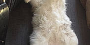 Snow participe au concours pour gagner de l'argent avec cette photo : cat, fluffy, white_cat, sleeping, relaxed, couch, furniture, plush_toy, indoor, pet, cute, nap, fur, paws, resting, cozy, home, animal, soft, domestic