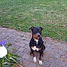 dog, sitting, outdoor, grass, hedge, flower, pavement, calm, pet, canine, nature, greenery, garden, animal, daylight, plant, pathway, black_dog, brown_dog, white_paws