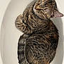 Tottie is registered to the contest to win money with this photo: animal, cat, closeup, cozy, curled_up, cute, domestic_animal, ears, feline, fur, indoor, pet, relaxed, resting, sink, sleeping, striped, tabby, tail, whiskers