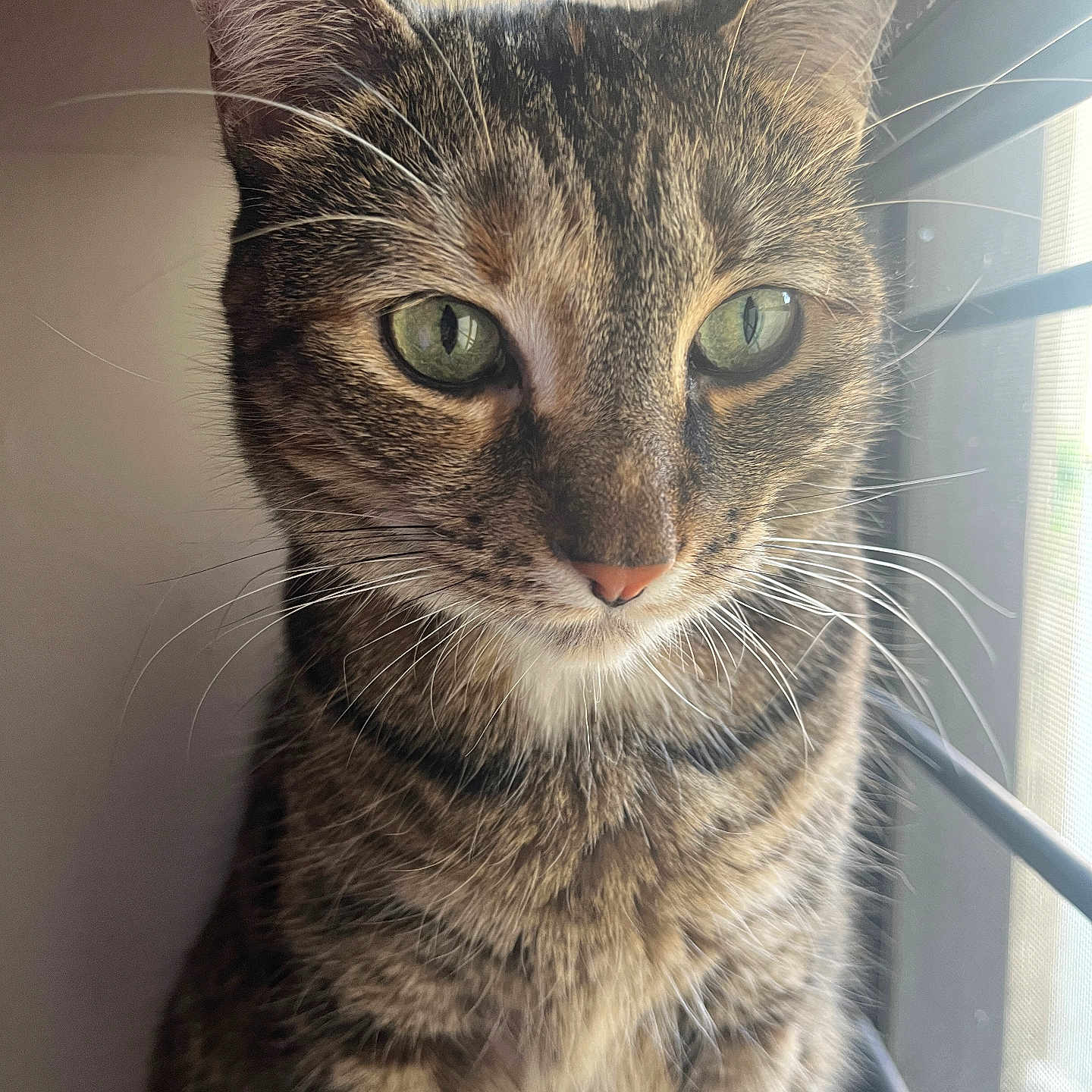 Tottie joined the competition — help win amazing prizes! animal, calm, cat, close_up, cute, domestic_cat, feline, fur, green_eyes, indoor, looking_away, natural_light, pet, portrait, sitting, soft_light, striped, tabby, whiskers, window
