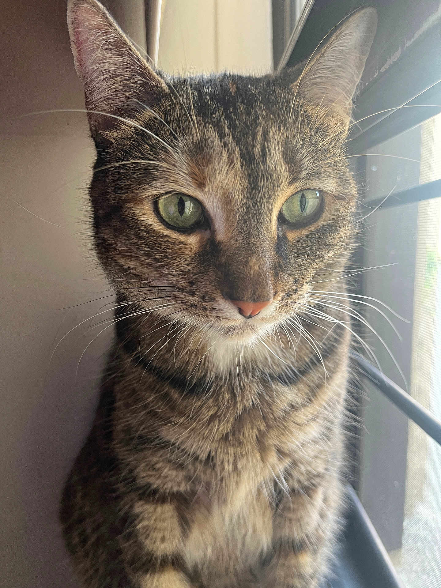 Tottie joined the competition — help win amazing prizes! animal, calm, cat, close_up, cute, domestic_cat, feline, fur, green_eyes, indoor, looking_away, natural_light, pet, portrait, sitting, soft_light, striped, tabby, whiskers, window