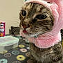 Tottie joined the competition — help win amazing prizes! animal, cat, close_up, container, costume, cute, donut_pattern, ears, face, feline, fluffy, indoor, pet, pink_hat, playful, tabby_cat, table, tablecloth, tongue_out, whiskers