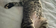 Tottie is registered to the contest to win money with this photo: animal, bed, cat, comfort, cozy, cute, fur, indoor, kitten, mammal, paw, pet, relaxed, resting, sleeping, soft, striped, tabby, whiskers, young