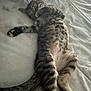 animal, bed, cat, comfort, cozy, cute, fur, indoor, kitten, mammal, paw, pet, relaxed, resting, sleeping, soft, striped, tabby, whiskers, young