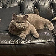 Mistie joined the competition — help win amazing prizes! cat, gray_cat, pet, feline, leather_couch, black_couch, cushion, indoor, relaxed, resting, animal, whiskers, ears, paw, fur, domestic_animal, home, cozy, portrait, sitting