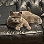 animal, black_couch, cat, cozy, cushion, domestic_animal, ears, feline, fur, gray_cat, home, indoor, leather_couch, paw, pet, portrait, relaxed, resting, sitting, whiskers