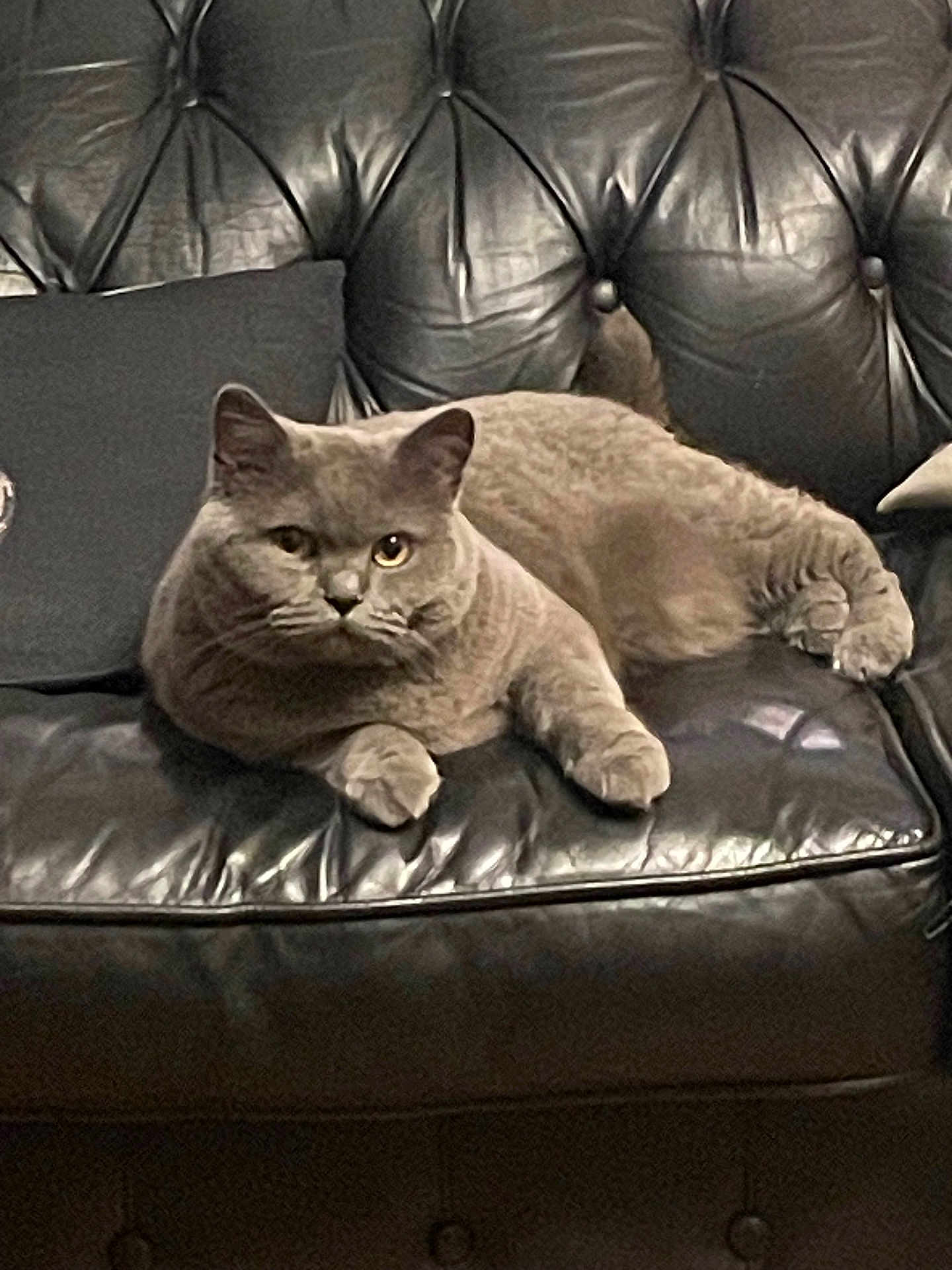 Mistie joined the competition — help win amazing prizes! cat, gray_cat, pet, feline, leather_couch, black_couch, cushion, indoor, relaxed, resting, animal, whiskers, ears, paw, fur, domestic_animal, home, cozy, portrait, sitting