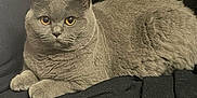 Mistie joined the competition — help win amazing prizes! amber_eyes, animal, black_blanket, cat, cozy, cute, domestic_cat, ears, feline, fur, gray_cat, indoor, looking_at_camera, lying_down, pet, portrait, relaxed, resting, soft_texture, whiskers