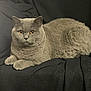 amber_eyes, animal, black_blanket, cat, cozy, cute, domestic_cat, ears, feline, fur, gray_cat, indoor, looking_at_camera, lying_down, pet, portrait, relaxed, resting, soft_texture, whiskers