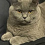 Mistie joined the competition — help win amazing prizes! animal, cat, closeup, cozy, cute, domestic_cat, ears, eyes, feline, fur, gray_cat, indoor, looking, mammal, paws, pet, portrait, relaxed, resting, whiskers