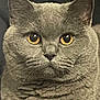 Mistie is registered to the contest to win money with this photo: amber_eyes, animal, cat, chubby, close_up, cute, domestic_animal, ears, face, feline, fur, gray_cat, indoor, looking_at_camera, mammal, pet, portrait, serious_expression, soft_fur, whiskers
