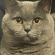 Mistie joined the competition — help win amazing prizes! amber_eyes, animal, cat, chubby, close_up, cute, domestic_animal, ears, face, feline, fur, gray_cat, indoor, looking_at_camera, mammal, pet, portrait, serious_expression, soft_fur, whiskers