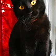 Maxou a rejoint le concours — aidez-le/la à gagner de superbes lots ! animal, black_cat, cat, close_up, curious, domestic_cat, door, ears, eye_contact, feline, fur, indoor, pet, portrait, red_curtain, sitting, tilted_head, whiskers, white_surface, yellow_eyes