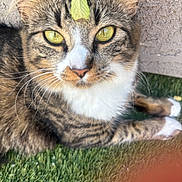 Olive joined the competition — help win amazing prizes! cat, tabby_cat, leaf, close_up, yellow_eyes, green_eyes, whiskers, fur, paws, grass, artificial_grass, outdoor, texture, wall, pet, animal, resting, curious, nature, portrait