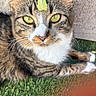 cat, tabby_cat, leaf, close_up, yellow_eyes, green_eyes, whiskers, fur, paws, grass, artificial_grass, outdoor, texture, wall, pet, animal, resting, curious, nature, portrait
