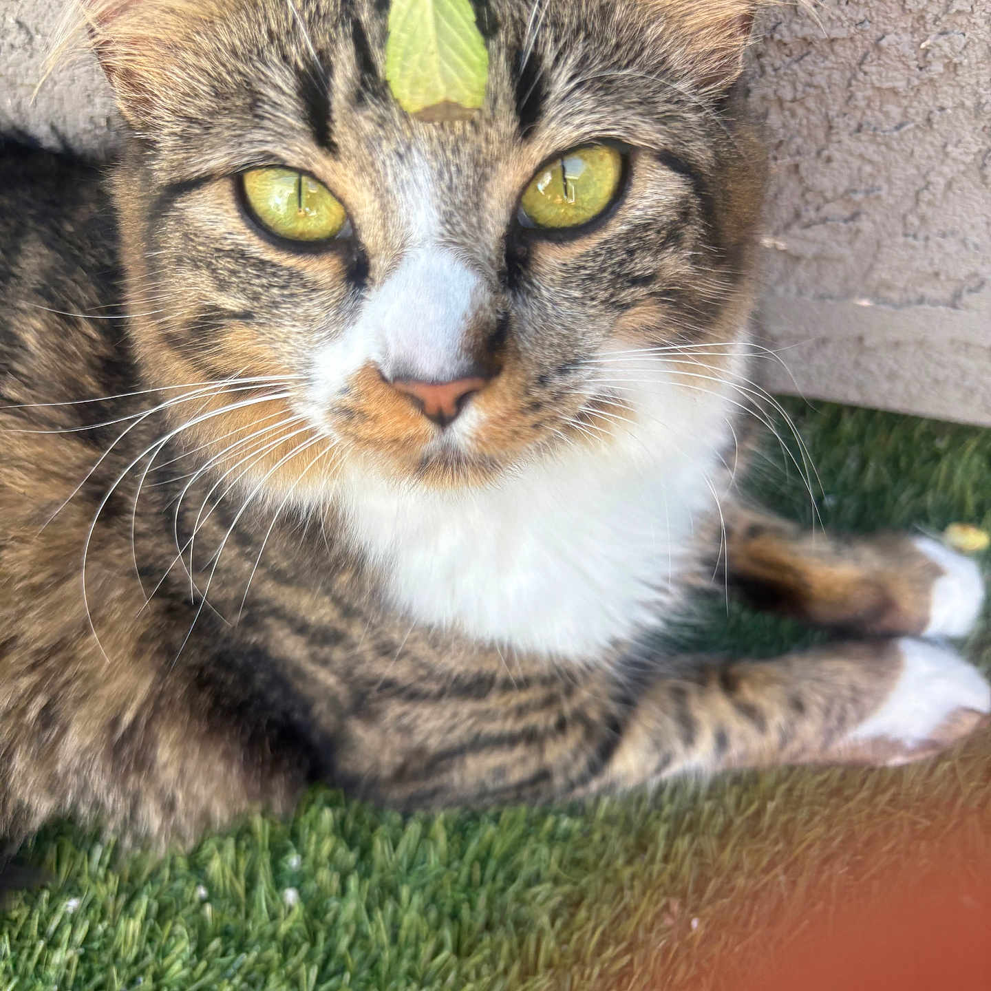 Olive
