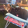 cat, tabby_cat, black_cat, chair, lawn_chair, outdoor, sunlight, pet, animal, feline, relaxing, green_turf, potted_plant, table, towel, daylight, backyard, summer, resting, companion
