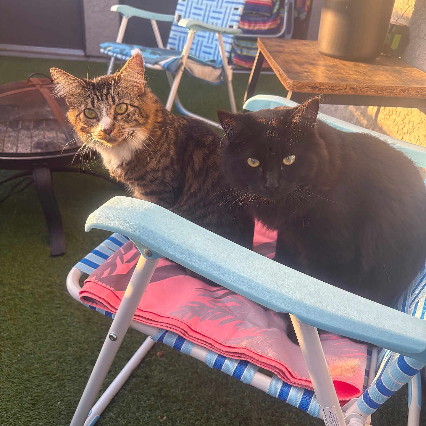 Oingo And Olive joined the competition — help win amazing prizes! cat, tabby_cat, black_cat, chair, lawn_chair, outdoor, sunlight, pet, animal, feline, relaxing, green_turf, potted_plant, table, towel, daylight, backyard, summer, resting, companion