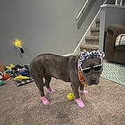 Sugar Plum is registered to the contest to win money with this photo: animal, blanket, brown_dog, carpet, casual, decor, dog, funny, furniture, headband, home, indoor, living_room, pet_accessory, playful, socks, stairs, sunglasses, toy, yellow_ball
