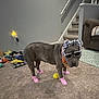 animal, blanket, brown_dog, carpet, casual, decor, dog, funny, furniture, headband, home, indoor, living_room, pet_accessory, playful, socks, stairs, sunglasses, toy, yellow_ball