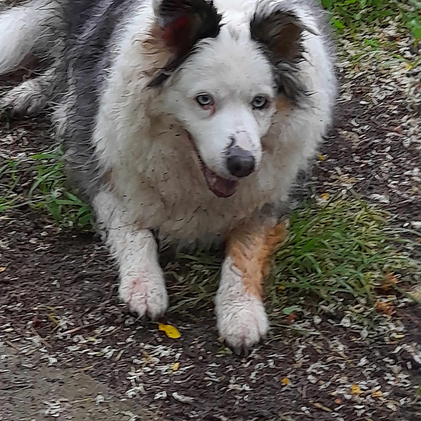 Julka a rejoint le concours — aidez-le/la à gagner de superbes lots ! animal, canine, closeup, dirt, dog, ears, fur, grass, happy, lying_down, mammal, muddy, nature, outdoor, paw, pet, playful, portrait, snout, tongue