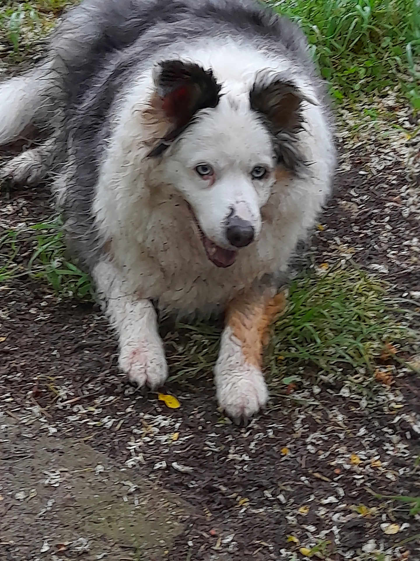 Julka a rejoint le concours — aidez-le/la à gagner de superbes lots ! dog, animal, outdoor, grass, dirt, pet, fur, canine, lying_down, happy, playful, nature, muddy, ears, snout, paw, tongue, mammal, closeup, portrait