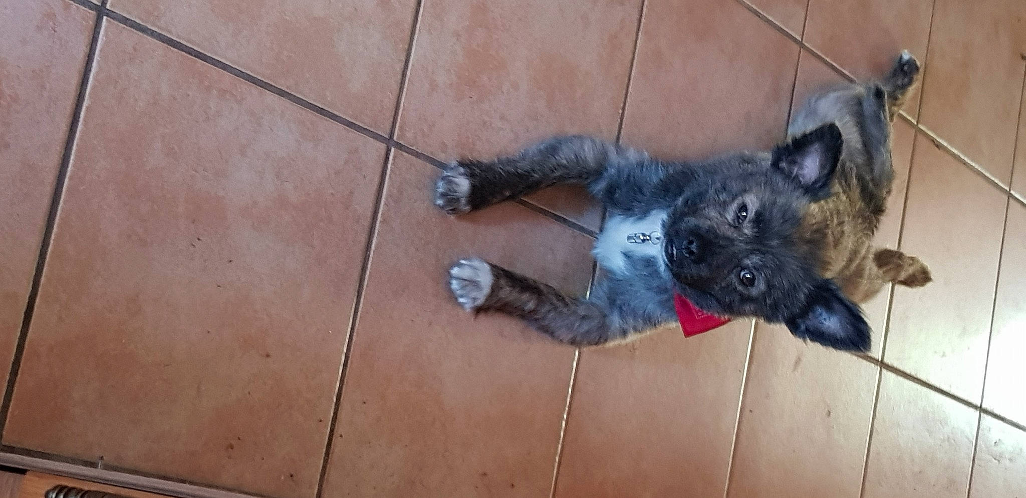 Nookie participe au concours pour gagner de l'argent avec cette photo : canidae, carnivore, companion_dog, dog, dog_breed, dog_supply, fawn, felidae, flooring, fur, hardwood, non_sporting_group, paw, sporting_group, tail, wood, working_animal