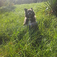 Nookie participe au concours pour gagner de l'argent avec cette photo : animal, canine, daylight, dog, ears, field, fluffy, fur, garden, grass, greenery, happy, muzzle, nature, outdoor, pet, plant, summer, sunlight, sunny