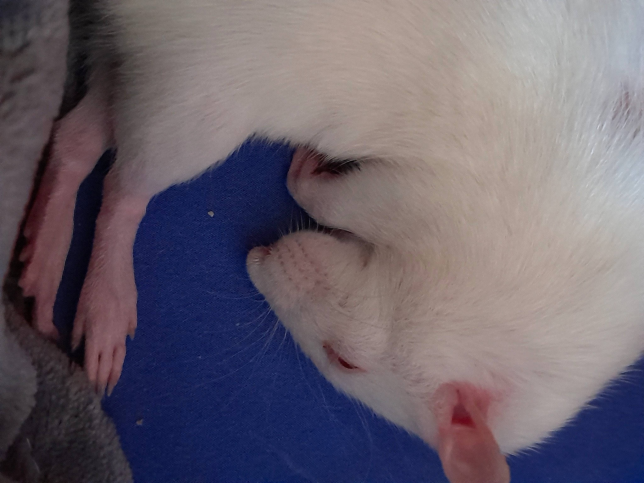 Nookie participe au concours pour gagner de l'argent avec cette photo : canidae, carnivore, claw, companion_dog, dog, dog_breed, fawn, felidae, fur, gesture, nap, non_sporting_group, nose, paw, samoyed, small_to_medium_sized_cats, snout, sporting_group, tail, whiskers