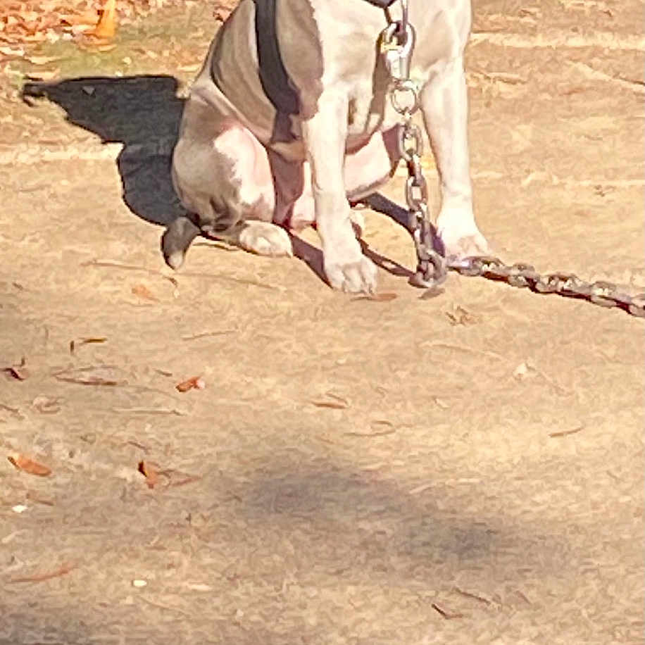 Bella is registered to the contest to win money with this photo: alone, animal, chain, collar, daytime, dirt, dog, ears, expression, leaf, metal_chain, muzzle, nature, outdoor, pet, pit_bull, portrait, shadow, sitting, sunlight