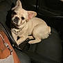 Floopy joined the competition — help win amazing prizes! animal, car_seat, closeup, companion, cream_colored, cross_necklace, cute, dark_background, dog, domestic_animal, indoor, necklace, night, person_partial, pet, relaxed, seatbelt, small_dog, tank_top, tattoo