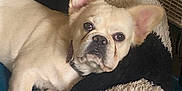 Floopy is registered to the contest to win money with this photo: animal, blanket, collar, comfort, cozy, cute, dog, ears, fan, food_bowl, french_bulldog, fur, indoor, panda, pet_bed, plush_toy, relaxed, resting, snout, toy