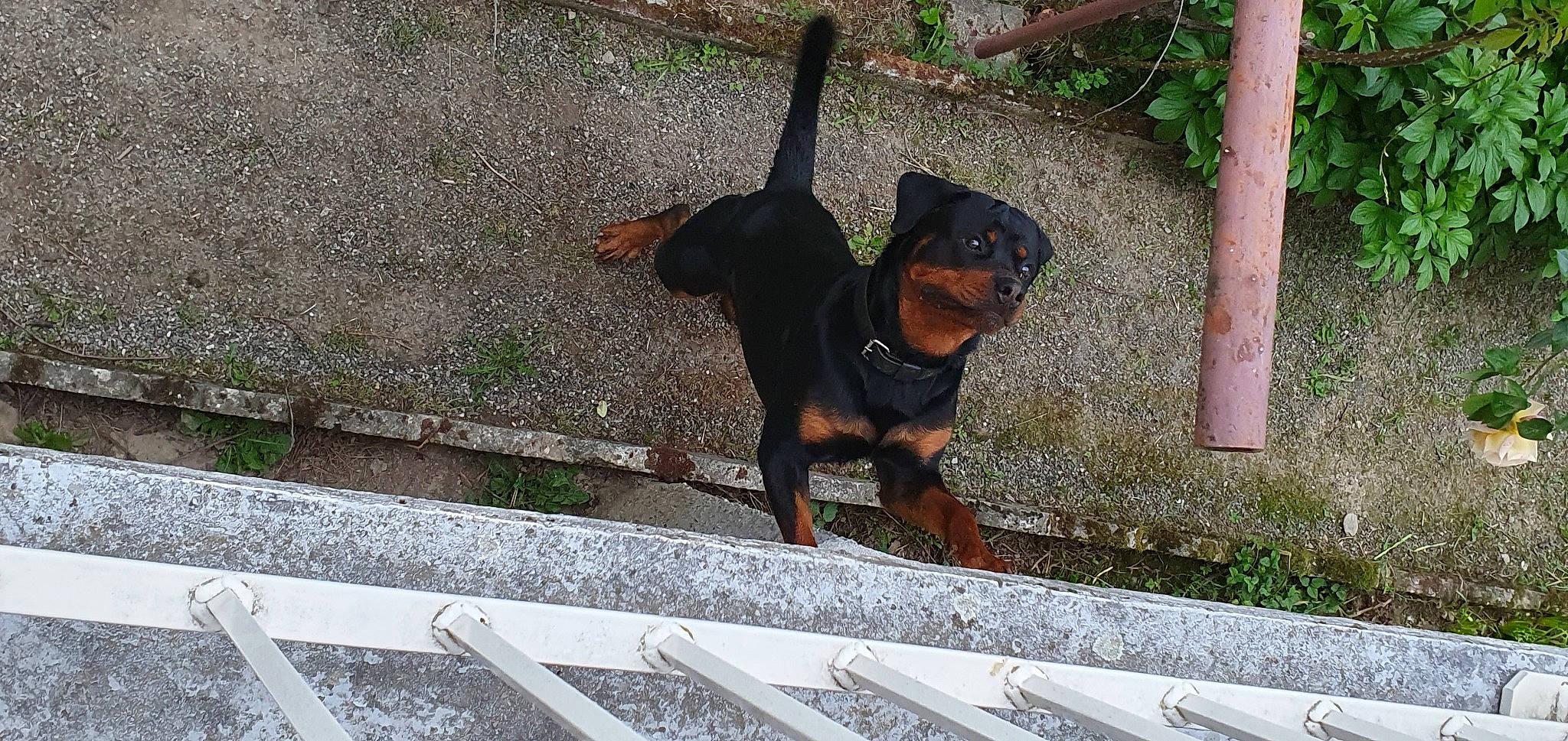 Palcko a rejoint le concours — aidez-le/la à gagner de superbes lots ! austrian_black_and_tan_hound, canidae, carnivore, dog, dog_breed, german_pinscher, guard_dog, hunting_dog, jagdterrier, mammal, miniature_pinscher, montenegrin_mountain_hound, pinscher, rottweiler, transylvanian_hound, vertebrate, working_dog