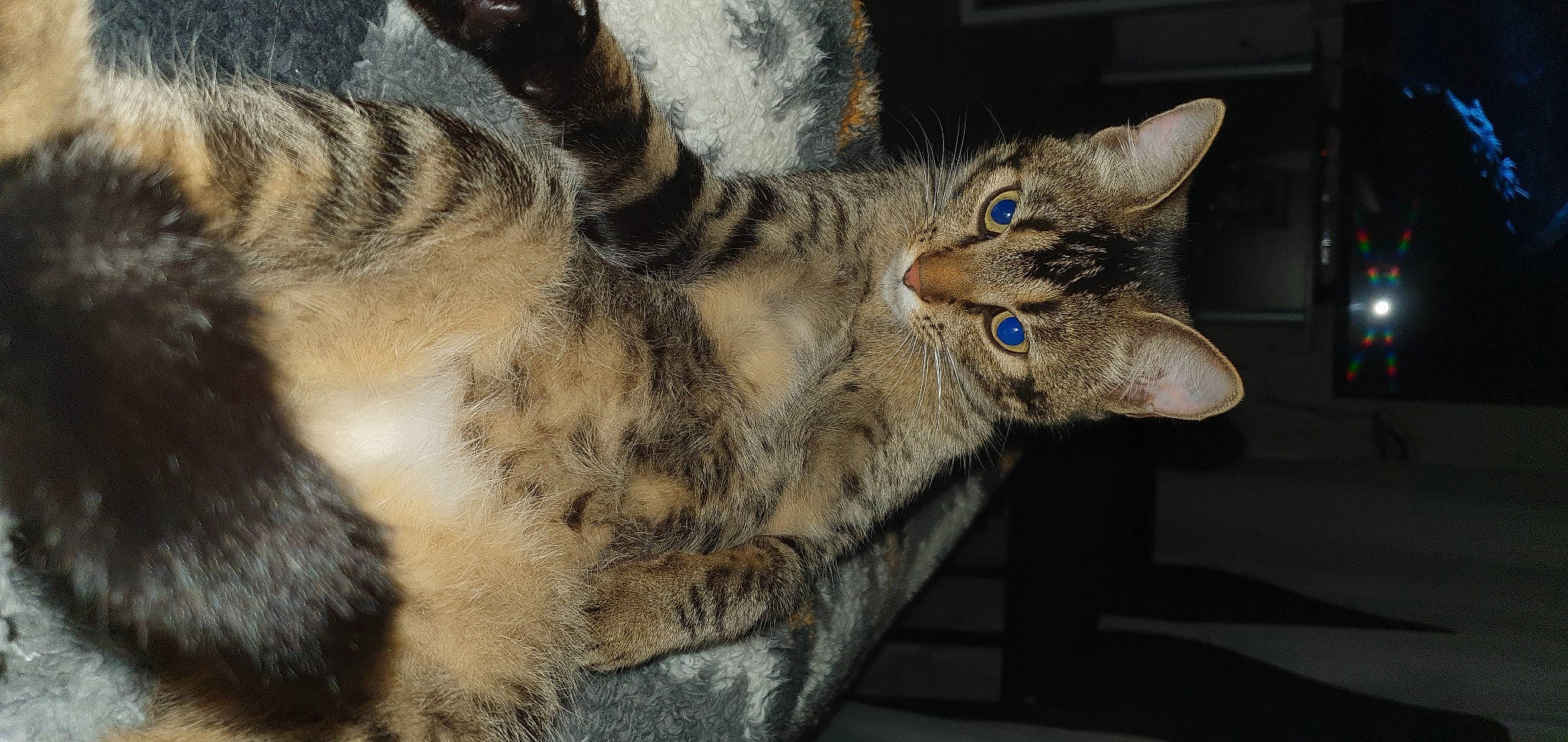 Kalyne a rejoint le concours — aidez-le/la à gagner de superbes lots ! aegean_cat, american_shorthair, asian, california_spangled, carnivore, cat, chausie, domestic_short_haired_cat, dragon_li, egyptian_mau, european_shorthair, felidae, german_rex, mammal, ocicat, oriental_longhair, small_to_medium_sized_cats, tabby_cat, vertebrate, whiskers