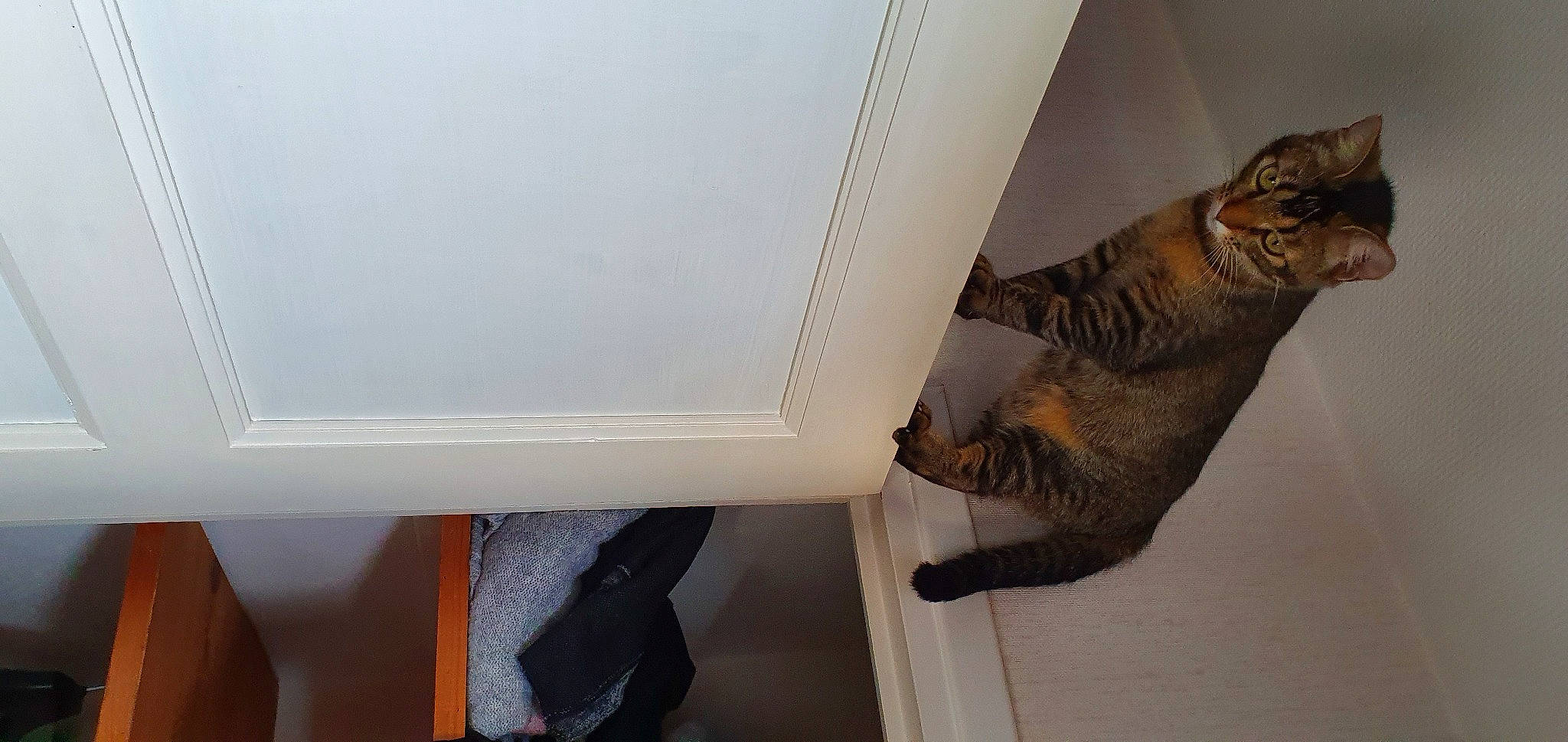 Kalyne participe au concours pour gagner de l'argent avec cette photo : carnivore, cat, domestic_short_haired_cat, european_shorthair, fawn, felidae, ocicat, room, small_to_medium_sized_cats, tail, whiskers