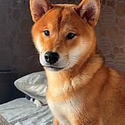 Vaïko a rejoint le concours — aidez-le/la à gagner de superbes lots ! dog, shiba_inu, bed, indoor, pet, animal, fur, ears, face, portrait, canine, home, resting, cute, looking_away, whiskers, brown_fur, white_fur, wallpaper, soft_light