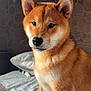 dog, shiba_inu, bed, indoor, pet, animal, fur, ears, face, portrait, canine, home, resting, cute, looking_away, whiskers, brown_fur, white_fur, wallpaper, soft_light