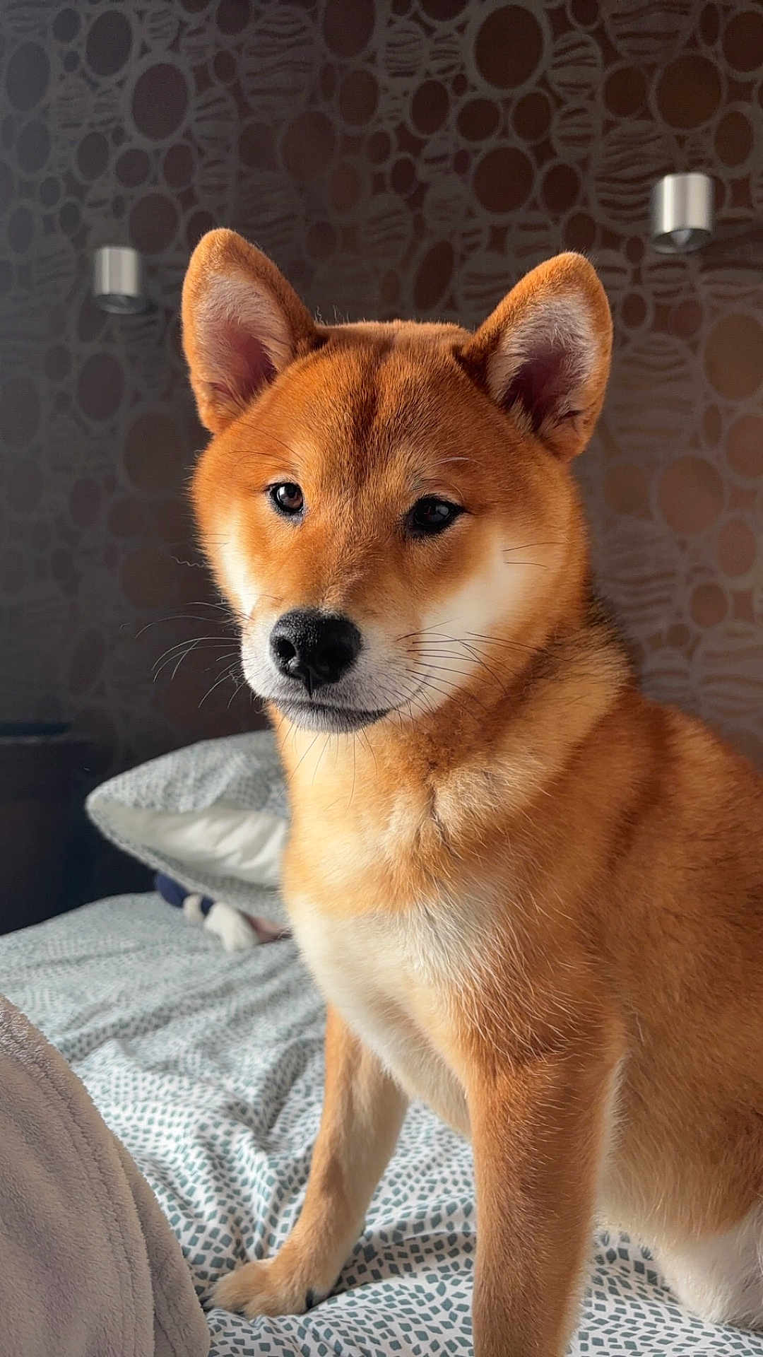 Vaïko a rejoint le concours — aidez-le/la à gagner de superbes lots ! dog, shiba_inu, bed, indoor, pet, animal, fur, ears, face, portrait, canine, home, resting, cute, looking_away, whiskers, brown_fur, white_fur, wallpaper, soft_light