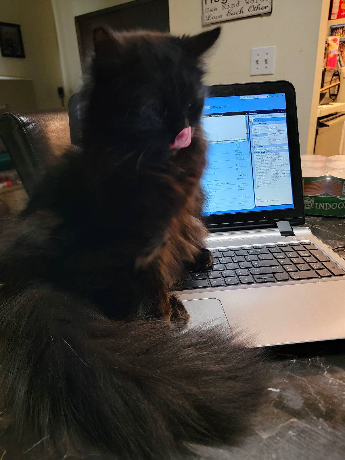 Aurora is registered to the contest to win money with this photo: carnivore, cat, computer, computer_hardware, domestic_short_haired_cat, felidae, flat_panel_display, fur, gadget, input_device, laptop, netbook, output_device, personal_computer, small_to_medium_sized_cats, snout, space_bar, tail, touchpad, whiskers