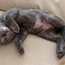 Mirtilla participe au concours pour gagner de l'argent avec cette photo : cat, gray_cat, sleeping, upside_down, lying_down, couch, beige_couch, indoor, pet, furry, paws, belly, tail, relaxed, cute, animal, portrait, close_up, soft_fur, funny_pose