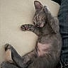 kitten, cat, sleeping, gray_fur, furry, animal, pet, couch, sofa, indoor, relaxed, cute, paw, pink_paw_pads, belly, tail, ears, closed_eyes, cozy, portrait