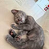 cat, kitten, sleeping, gray_fur, curled_up, paw, pink_toebeans, pet, animal, couch, cushion, indoors, home, relaxed, cute, furry, close_up, portrait, soft_lighting, peaceful