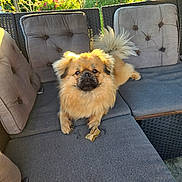 Ayko participe au concours pour gagner de l'argent avec cette photo : dog, outdoor, sofa, cushion, pet, sunlight, garden, leafy, fluffy, tail, chew_treat, relaxed, brown_dog, furniture, daylight, portrait, animal, canine, seat, resting