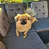 dog, outdoor, sofa, cushion, pet, sunlight, garden, leafy, fluffy, tail, chew_treat, relaxed, brown_dog, furniture, daylight, portrait, animal, canine, seat, resting