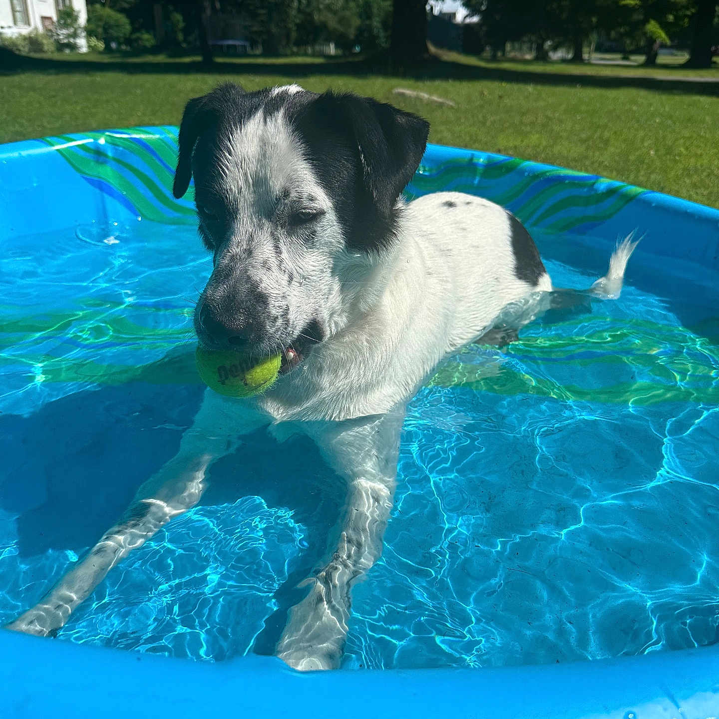 Riley is registered to the contest to win money with this photo: animal, ball, canine, dog, grass, nature, outdoors, pet, plant, pointer, pool, puppy, sphere, sport, summer, swimmingpool, tennis, tennisball, tree, water